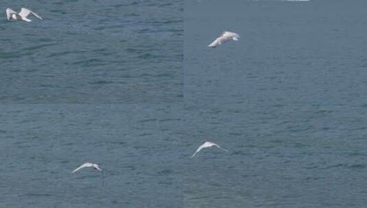 一只海鸥飞过海面的特写高清在线视频素材下载