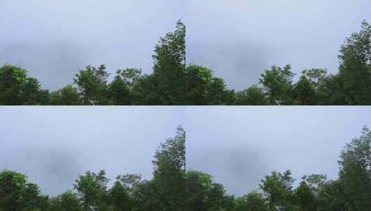 清晨的树木和白雾高清在线视频素材下载