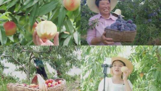 果园采摘 农民丰收高清在线视频素材下载