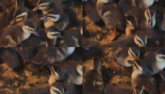 一窝农家孵化的雏野鸭空镜高清在线视频素材下载