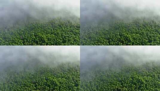 云雾迷漫的阳光绿色松林高清在线视频素材下载