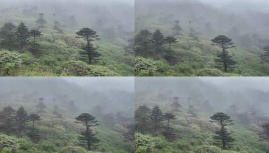 海拔四千米的雨中苍山冷杉高清在线视频素材下载