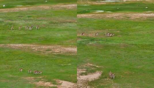 草原上的藏野驴高清在线视频素材下载
