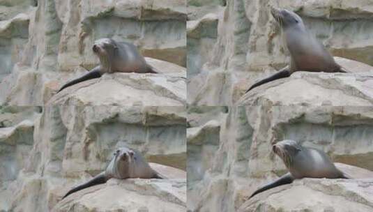躺在岩石上的海狮高清在线视频素材下载