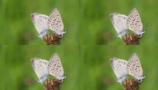 阳光森林大自然蝴蝶高清在线视频素材下载