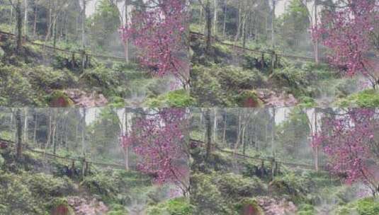 山林玉兰树林水雾高清在线视频素材下载