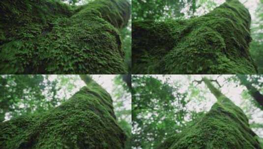原始森林里和树融为一体的青苔高清在线视频素材下载