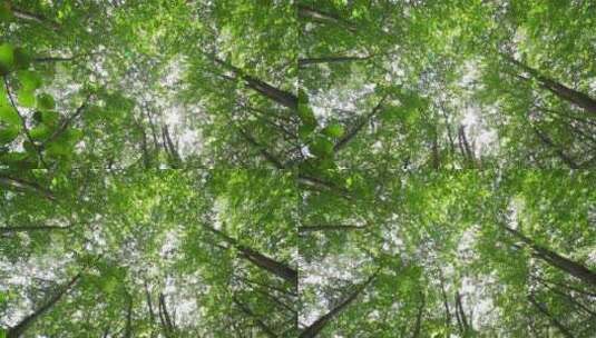 阳光照射下的森林美景高清在线视频素材下载