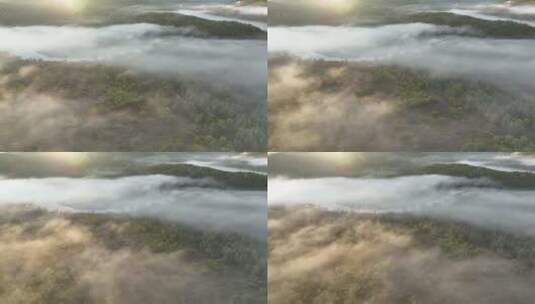云雾迷漫的梦幻秋季森林高清在线视频素材下载