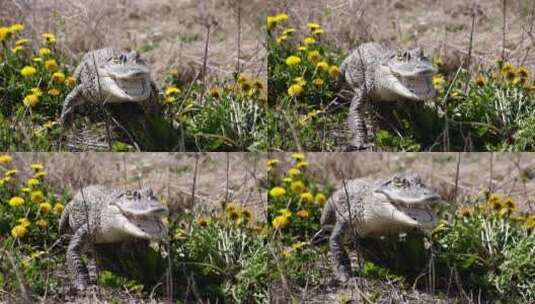 美洲鳄鱼向镜头爬去高清在线视频素材下载