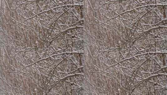 雪景冬天树林上的积雪高清在线视频素材下载