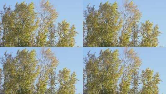秋天的白桦树高清在线视频素材下载