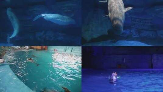 海洋馆 海豚 表演高清在线视频素材下载