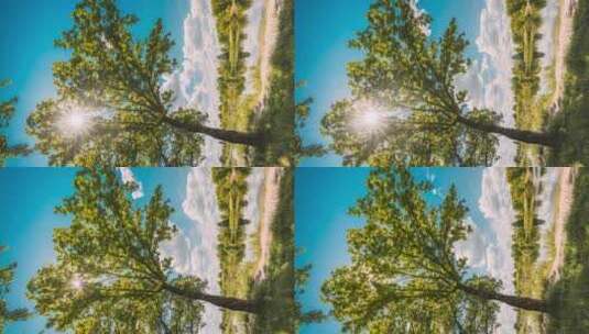 垂直拍摄阳光阳光透过松树林在湖河附近的夏季森林景观中高清在线视频素材下载