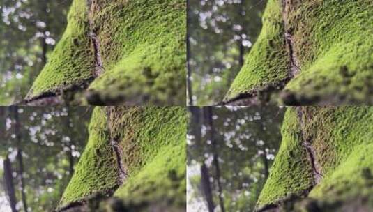 树林大树上的青苔高清在线视频素材下载
