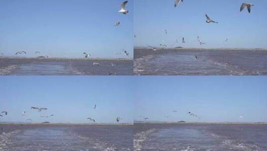 跟着船飞翔的海鸥高清在线视频素材下载