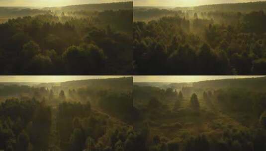 航拍晨光下的雾气森林高清在线视频素材下载