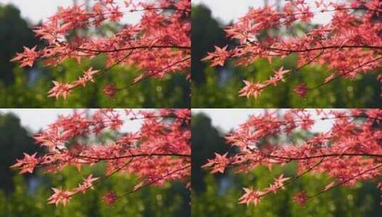 秋天江南园林庭院里逆光明亮的红枫高清在线视频素材下载