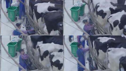 延时拍摄奶牛场自动化挤奶线高清在线视频素材下载