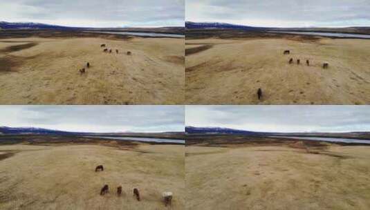 航拍西藏牧羊区高清在线视频素材下载