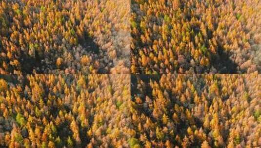 秋天森林山脉风景高清在线视频素材下载