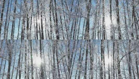 杨树林树枝树挂雪林冬天阳光雾凇升格拍摄高清在线视频素材下载