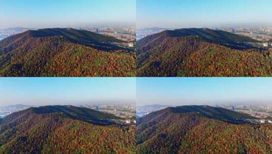 4k长沙岳麓山秋天枫叶万山红遍航拍高清在线视频素材下载