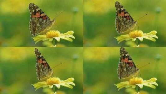 特写蝴蝶在花朵上飞舞觅食高清在线视频素材下载