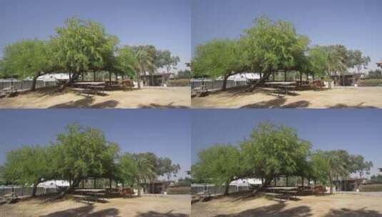 沙漠中随风晃动的树高清在线视频素材下载