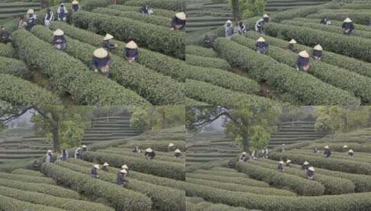 茶茶叶红茶艺采茶泡茶红茶山春茶道茶园农业高清在线视频素材下载