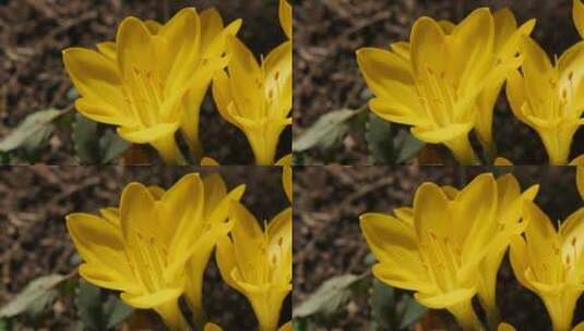 美丽的黄色番红花柱头和花瓣高清在线视频素材下载