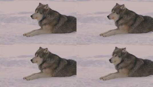 一只狼趴在雪地上四处张望高清在线视频素材下载