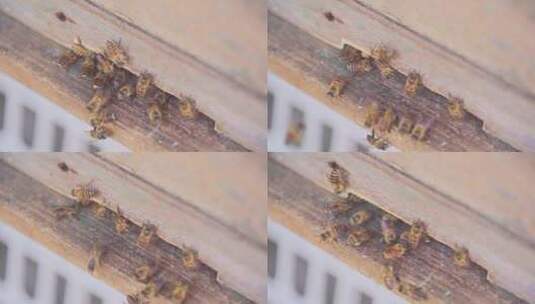 蜜蜂出勤高清在线视频素材下载