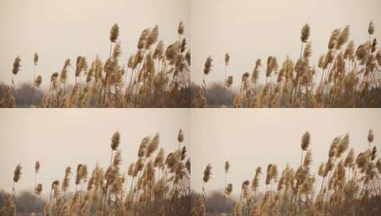 4k冬天唯美湖边风中摇曳芦苇荡延时摄影高清在线视频素材下载