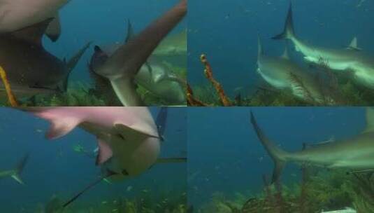 吃食物的鲨鱼高清在线视频素材下载