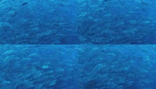 海洋里游动的鱼群高清在线视频素材下载