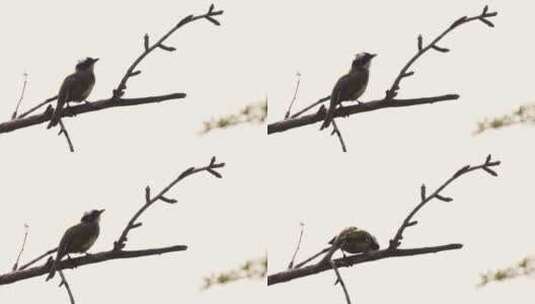 枝头的小鸟高清在线视频素材下载