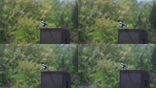 春天公园里的喜鹊高清在线视频素材下载