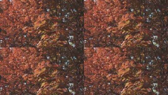 秋天唯美红叶逆光高清在线视频素材下载