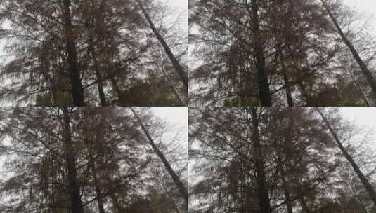 冬天枯黄的树木高清在线视频素材下载