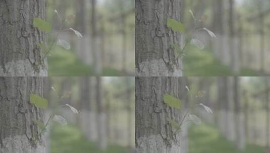 从一片树叶到树林LOG高清在线视频素材下载