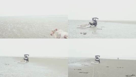 广东雷州半岛 滩涂 三轮车高清在线视频素材下载