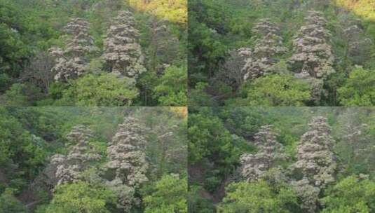 航拍威海里口山夕阳光照中的两棵楸树花高清在线视频素材下载