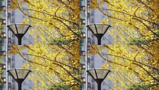 秋天微风中银杏树枝高清在线视频素材下载