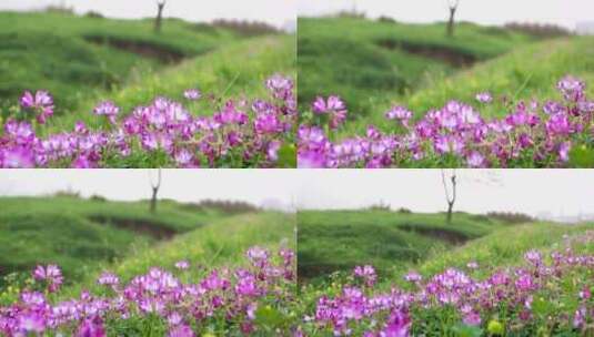 春天田野上的紫云英野花高清在线视频素材下载