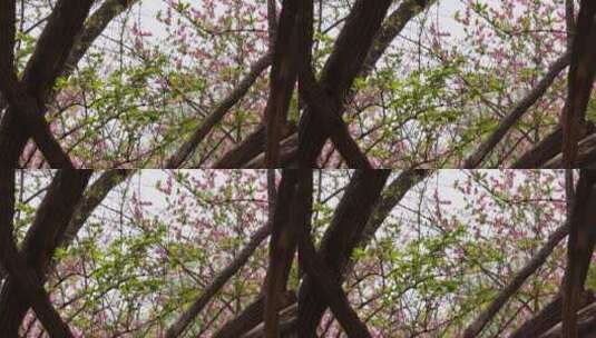 长出嫩芽树叶的树枝树木高清在线视频素材下载