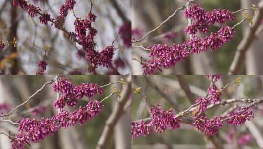 【镜头合集】紫色鲜花花蕾盛开的花骨朵高清在线视频素材下载