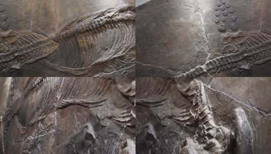 【镜头合集】化石恐龙脊椎动物生物进化高清在线视频素材下载