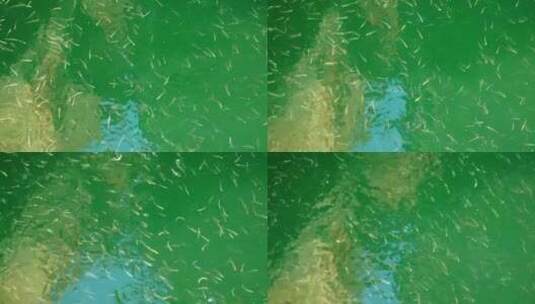 许多鱼在湖里游来游去高清在线视频素材下载