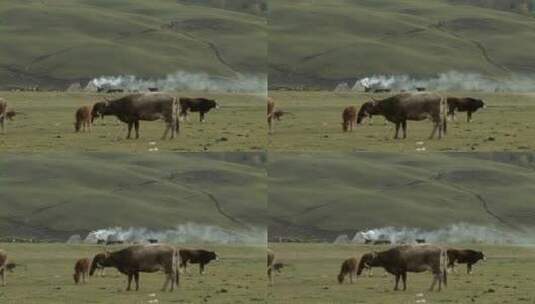 4k中国新疆牧场里的牛群高清在线视频素材下载
